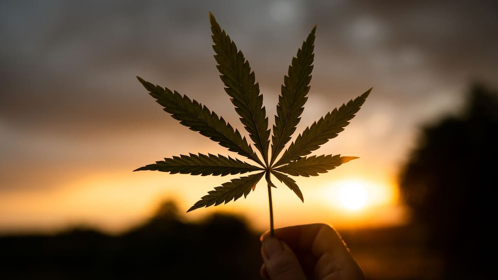 Cannabis Rescheduling Could be the 'First Domino' to Federal Reform